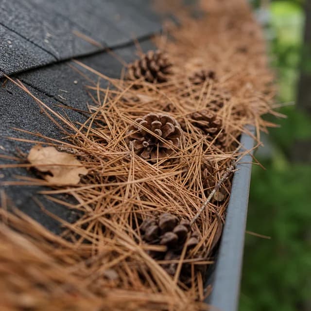 Dry pine needles and cones gathered along an unprotected roof gutter